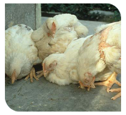 Contagious viral disease of poultry